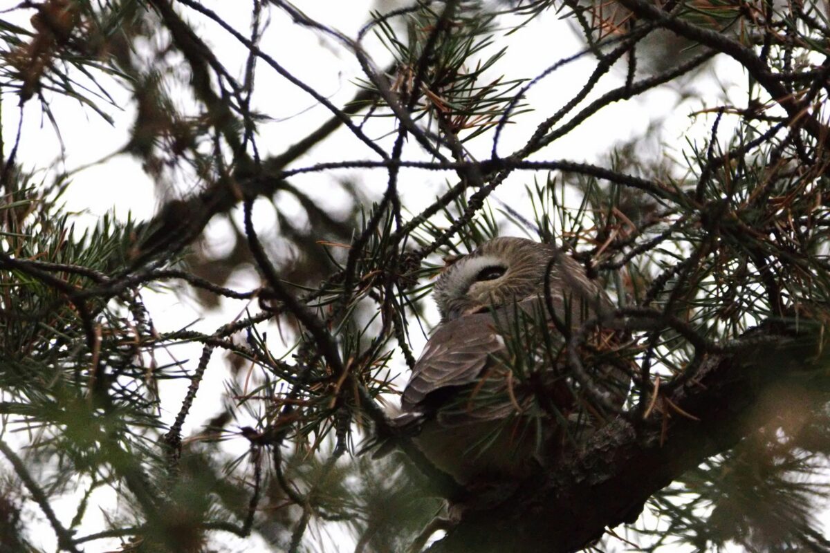 Comment trouver un vol pas cher de Athènes à Paris ?