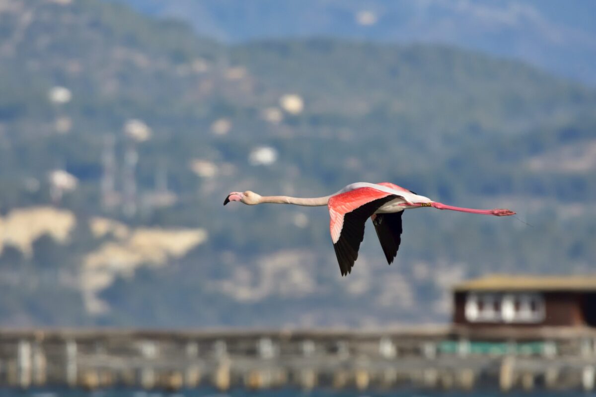 Comment trouver un vol direct de Nantes à Santorin pour des vacances parfaites ?