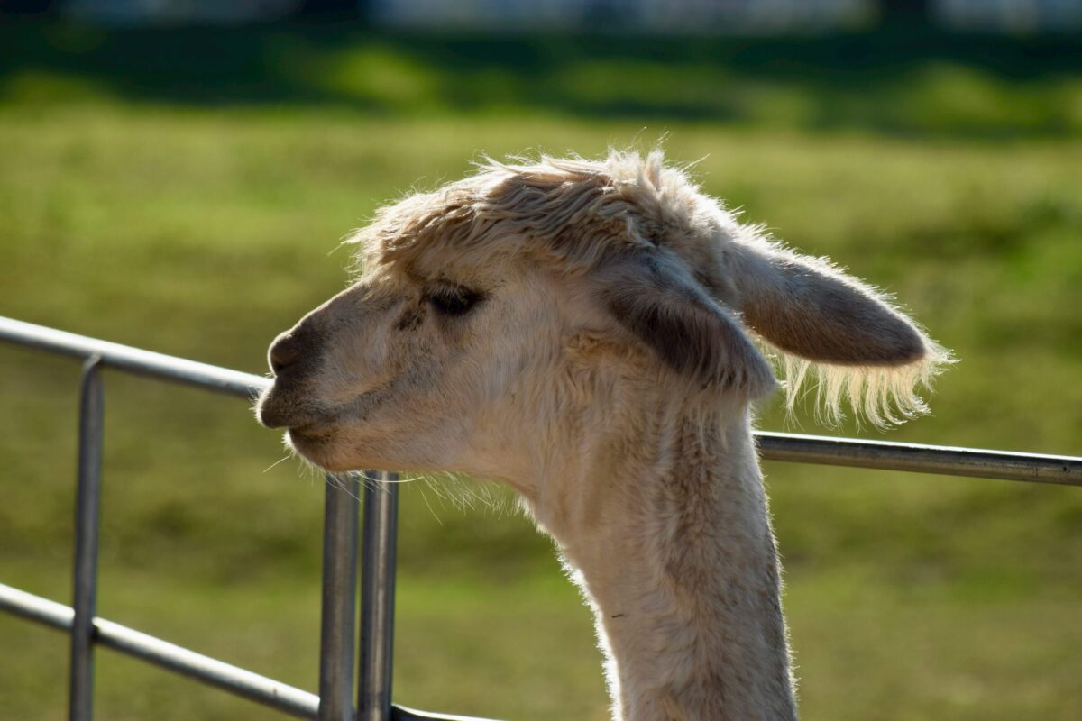 Le Cirque de Navacelles : une randonnée à couper le souffle ?