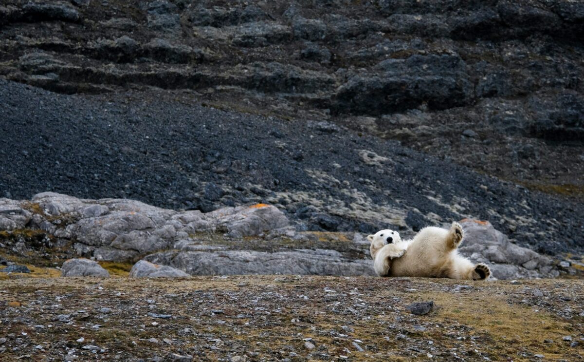 Où observer des ours lors d’une randonnée dans les Pyrénées ?