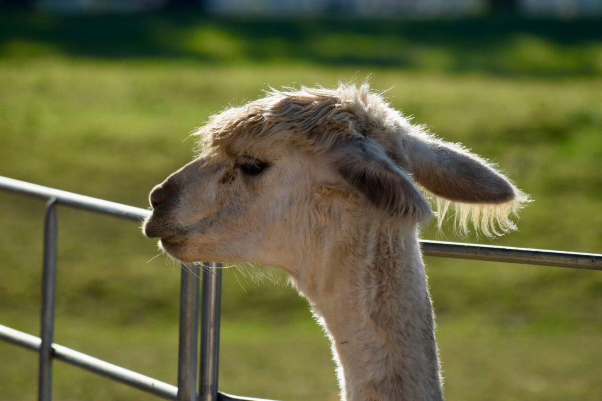 Pourquoi choisir une agence de voyage à Foix pour vos prochaines vacances ?