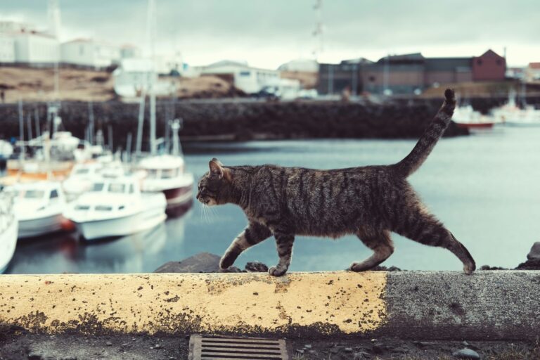 découvrez notre sélection de sacs de transport pour chats, idéaux pour voyager en toute sécurité avec votre chat.
