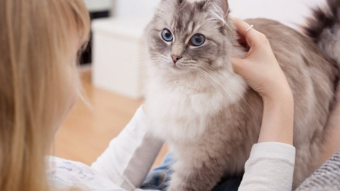 Sécurité et longévité : Comment retirer de l&rsquo;eau de votre chargeur iPhone sans risque ?