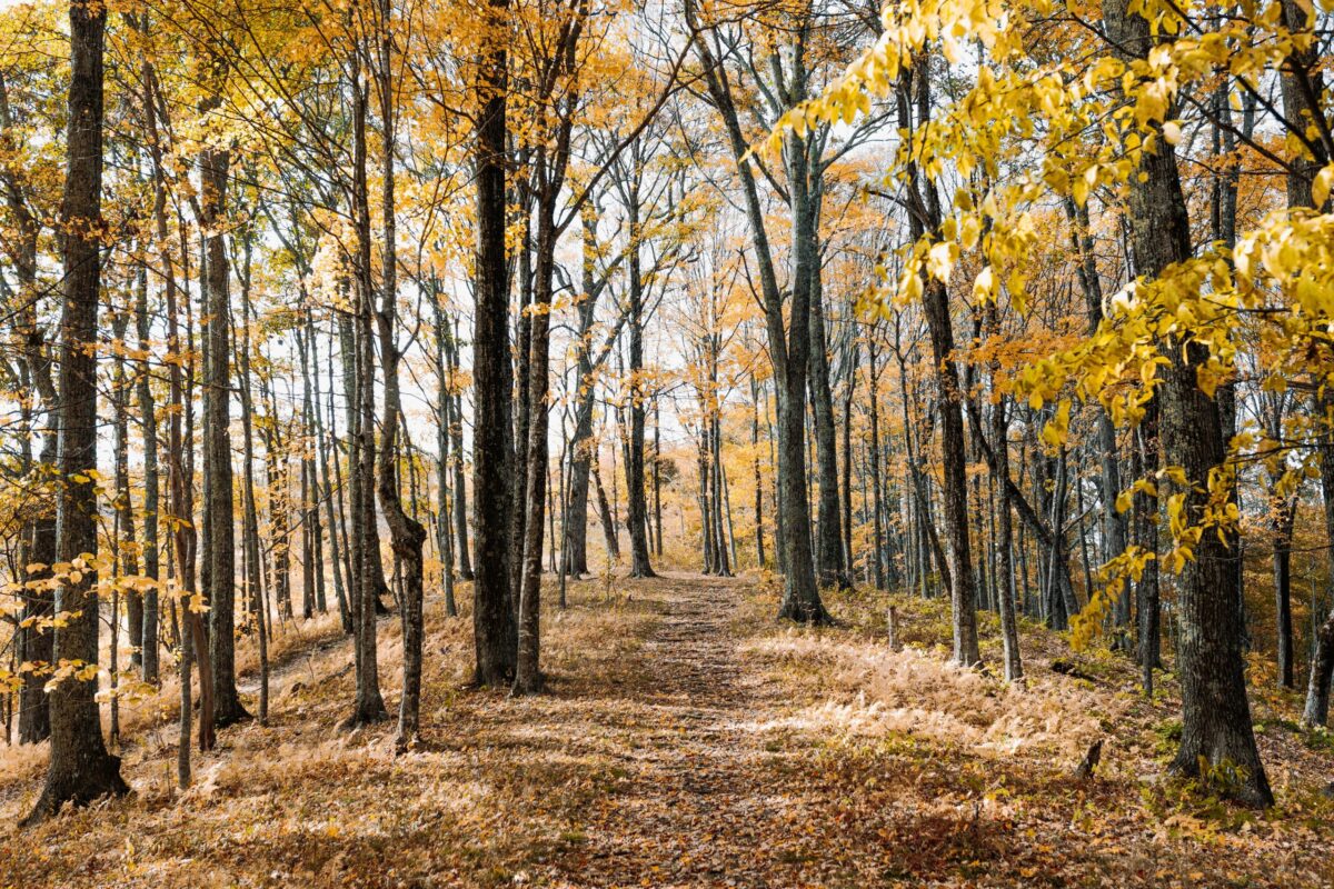 découvrez les plus beaux sentiers de randonnée pour une immersion totale dans la nature avec nos différents parcours de randonnée. trouvez l'aventure parfaite pour tous les niveaux de marcheurs.