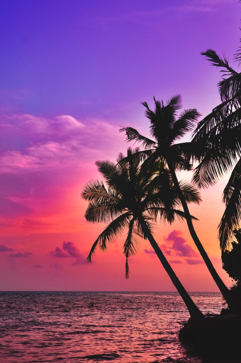 Découvrez les Meilleurs Fonds d’écran Animaux Animés Gratuits pour Embellir Votre Bureau